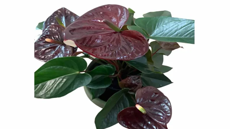 Anthurium Black Beauty plant with dark, glossy leaves