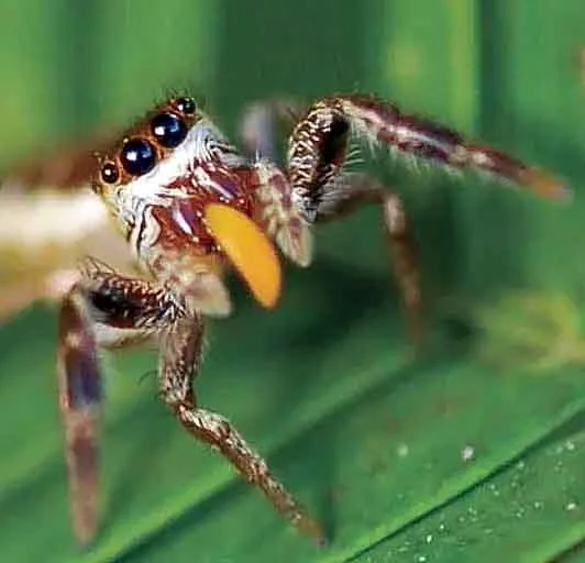 10 Amazing Facts About Spiders 3 jpg
