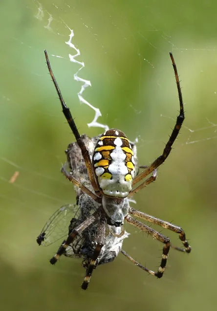 10 Amazing Facts About Spiders 5 jpg