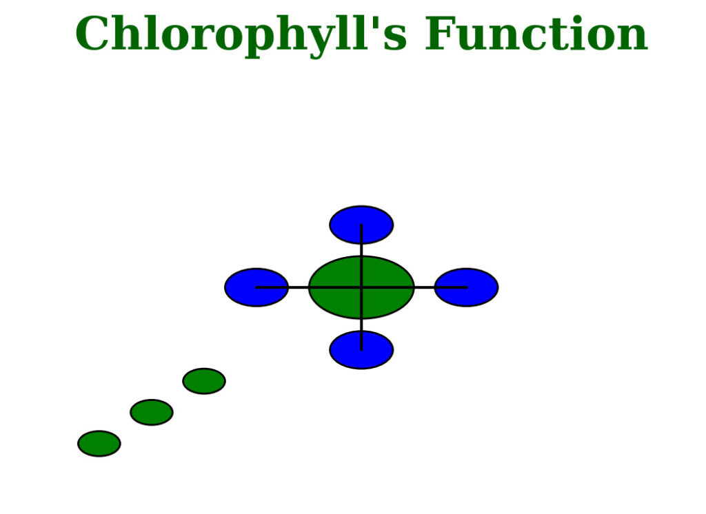 Chlorophyll's Function - Why Plants are Green