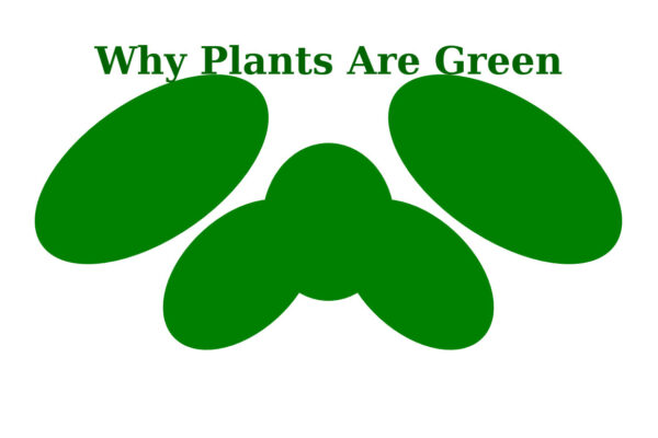Why Plants Are Green